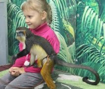 Выставка обезьян